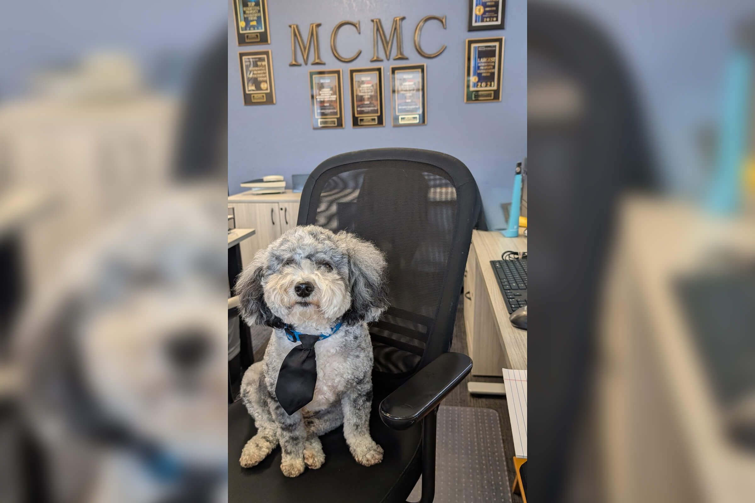Office dog at work